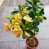 Adenium ‘Golden Glow’ – Grafted Double Petal Desert Rose (Yellow)