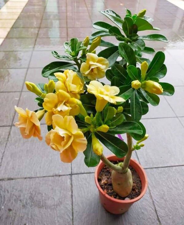 Adenium ‘Golden Glow’ – Grafted Double Petal Desert Rose (Yellow)