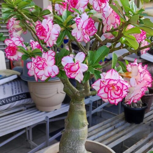 Adenium ‘Candy Swirl’ – Grafted Double Petal Desert Rose (Pink-Red Marble)
