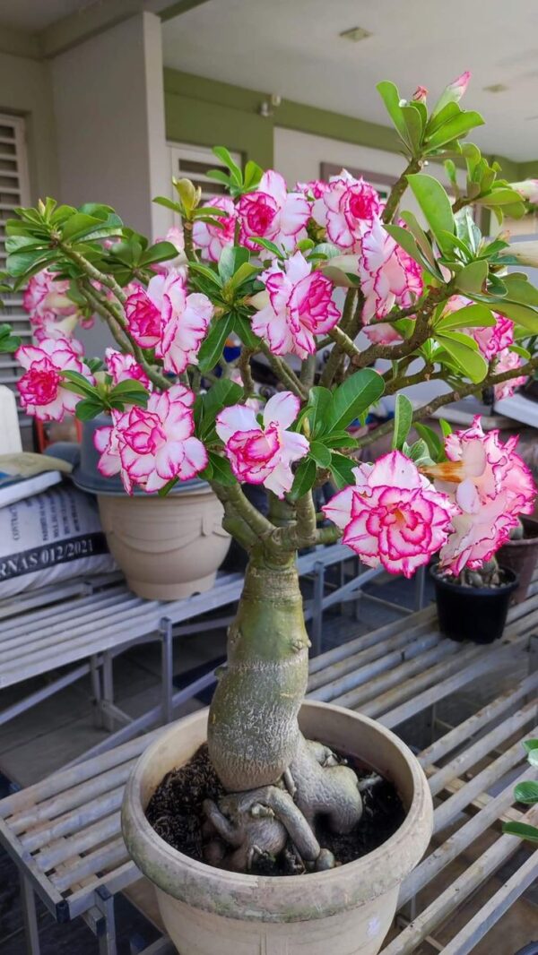 Adenium ‘Candy Swirl’ – Grafted Double Petal Desert Rose (Pink-Red Marble)