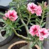 Adenium ‘Candy Swirl’ – Grafted Double Petal Desert Rose (Pink-Red Marble)