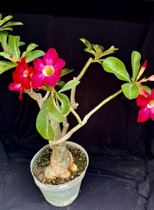 adeni2 Adenium deep red ruby – Grafted double petal dessert rose