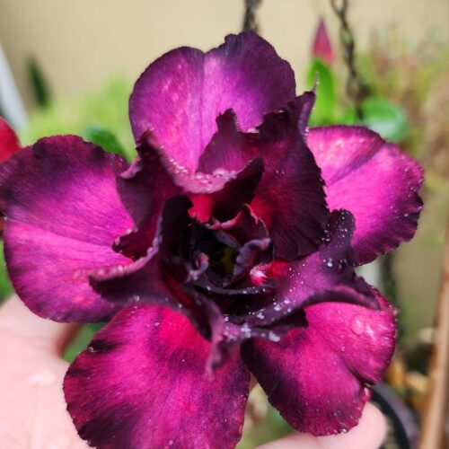 Adenium Purple & Black Double Petal – Grafted Desert Rose Plant