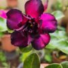 Adenium Purple & Black Double Petal – Grafted Desert Rose Plant