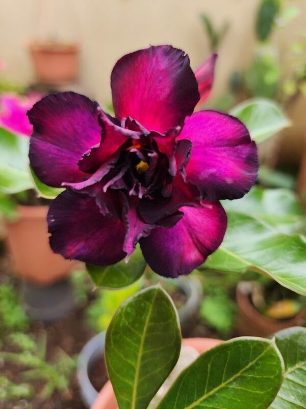 Adenium Purple & Black Double Petal – Grafted Desert Rose Plant