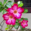 Adenium Obesum ‘Pink Charm’ – Single Petal Desert Rose
