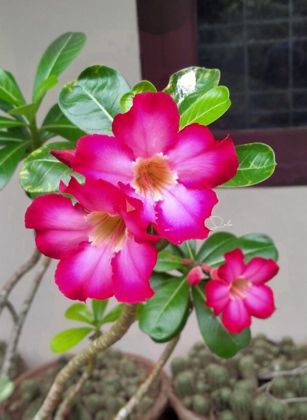 Adenium Obesum ‘Pink Charm’ – Single Petal Desert Rose
