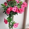 Adenium Obesum ‘Pink Charm’ – Single Petal Desert Rose
