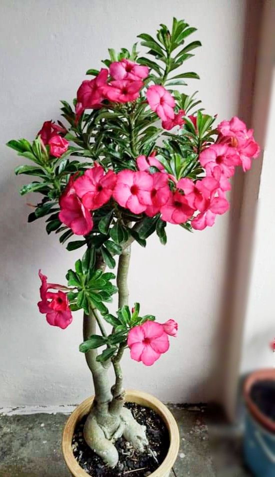 Adenium Obesum ‘Pink Charm’ – Single Petal Desert Rose