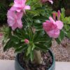 Adenium ‘Pink rose’ – Double Petal Desert Rose