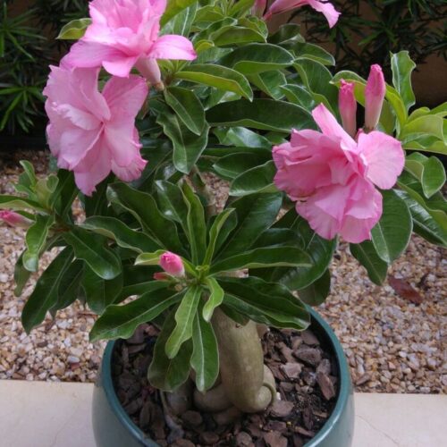 Adenium ‘Pink rose’ – Double Petal Desert Rose