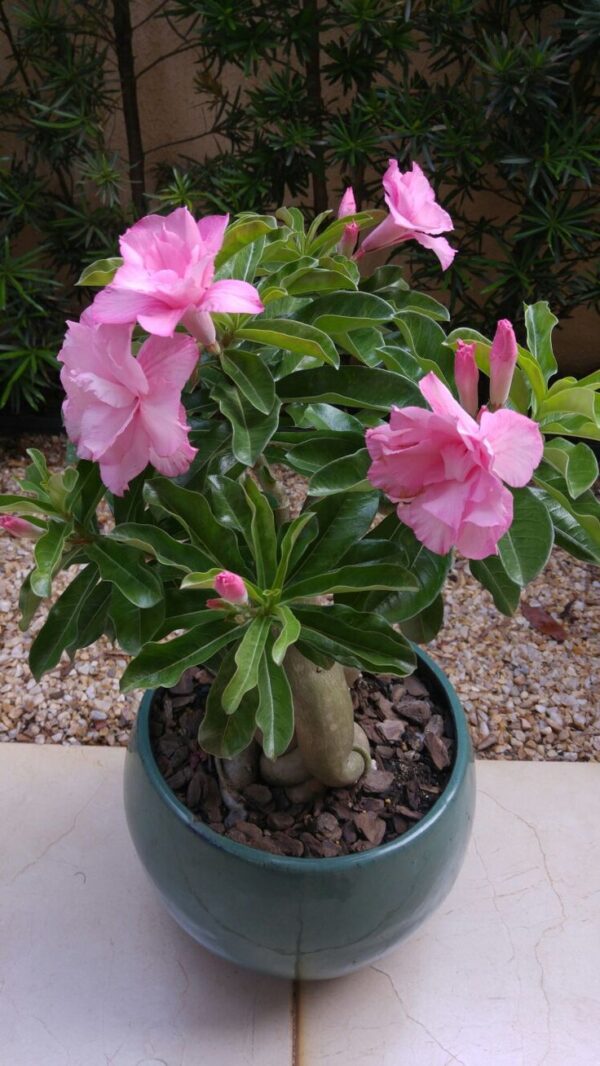 Adenium ‘Pink rose’ – Double Petal Desert Rose