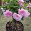 Adenium ‘Pink rose’ – Double Petal Desert Rose