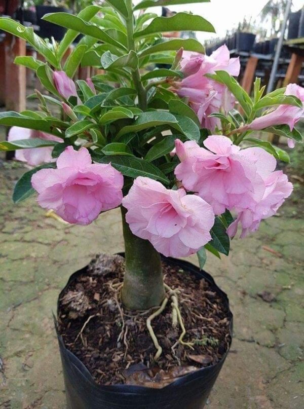 Adenium ‘Pink rose’ – Double Petal Desert Rose