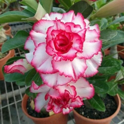 Adenium ‘Red Velvet Dream’ – Double Petal Desert Rose (Deep Red & White)