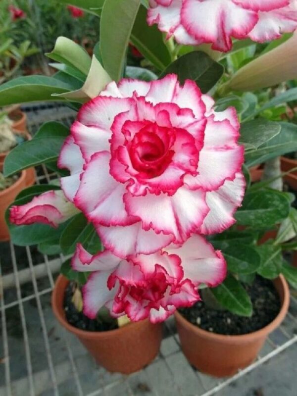 Adenium ‘Red Velvet Dream’ – Double Petal Desert Rose (Deep Red & White)