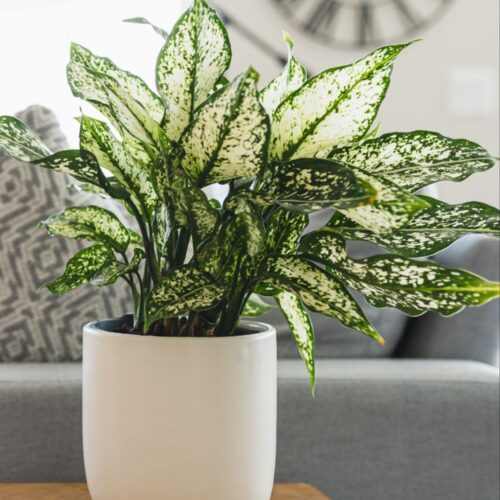 Aglonemia plant