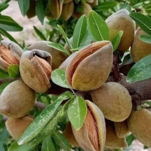 Badam (Almond) Grafted Plants