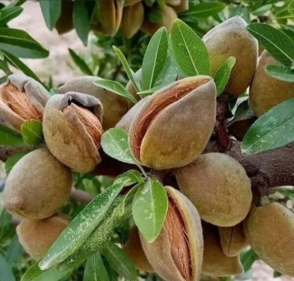 al Badam (Almond) Grafted Plants