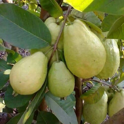 Amrood Tree Seed