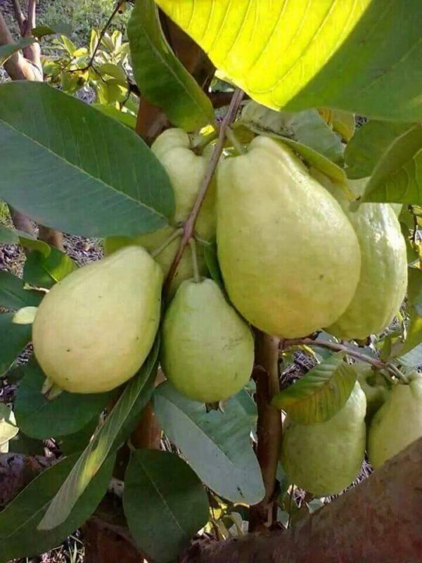am Amrood Tree Seed