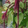 Amaranthus Seeds