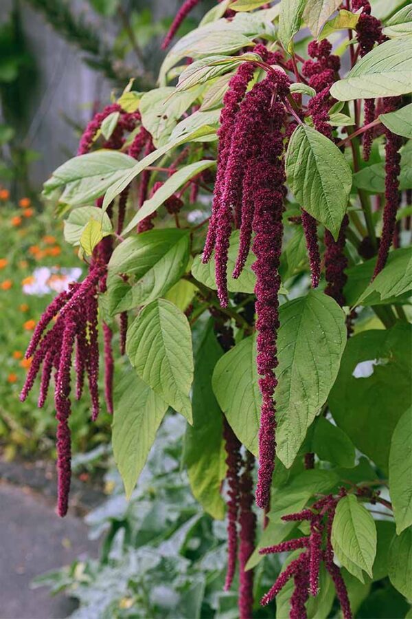 ama Amaranthus Seeds
