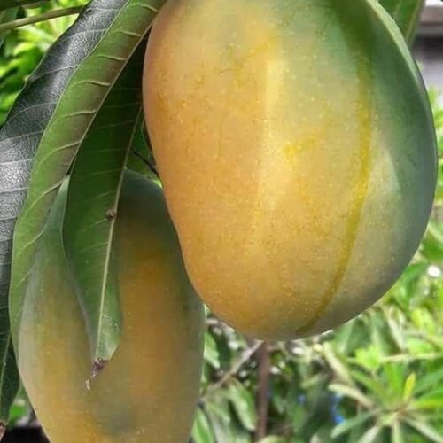 Mango Anwar Ratol – Grafted