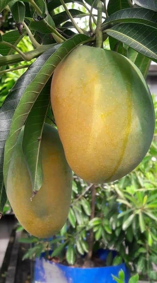 Mango Anwar Ratol – Grafted