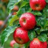 Apple Ber Plant
