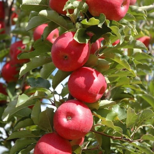 Apple Grafted Plant