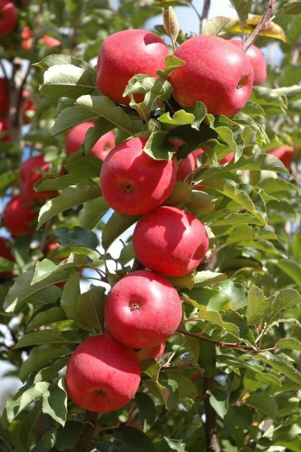 app Apple Grafted Plant
