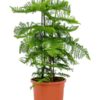 Araucaria plant