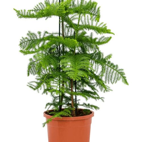Araucaria plant