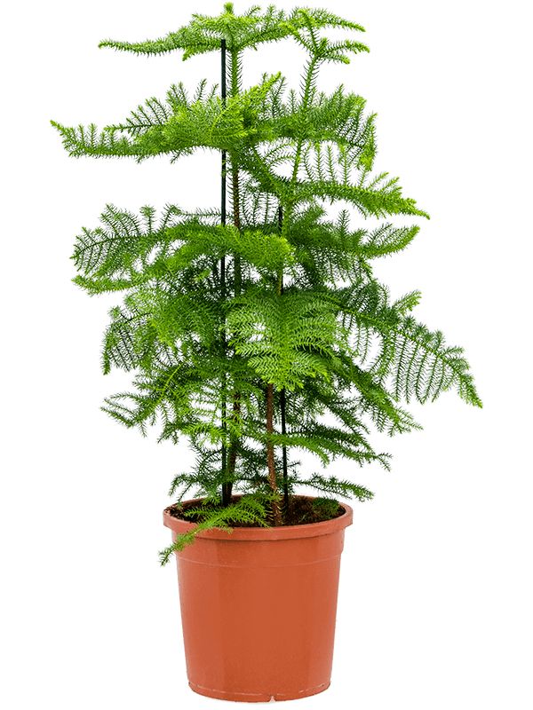 ara Araucaria plant