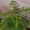 Araucaria plant