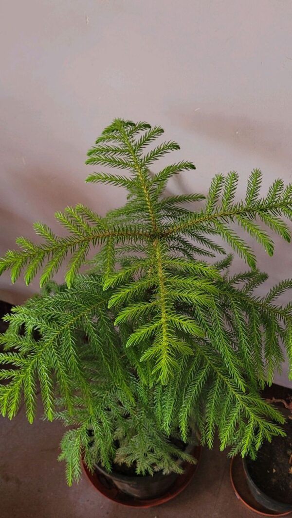 ara2 Araucaria plant