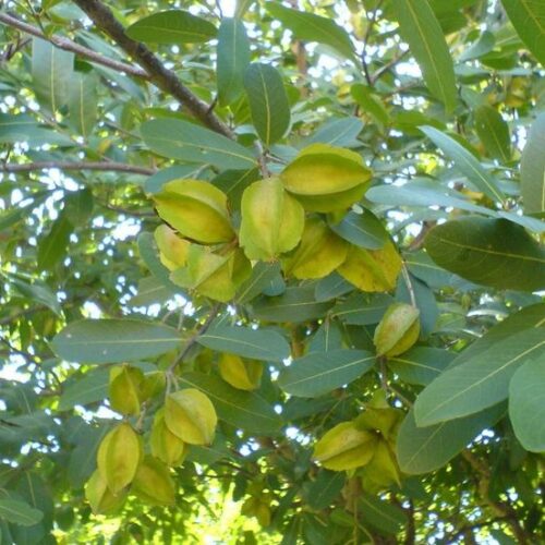 Arjun Tree Seed
