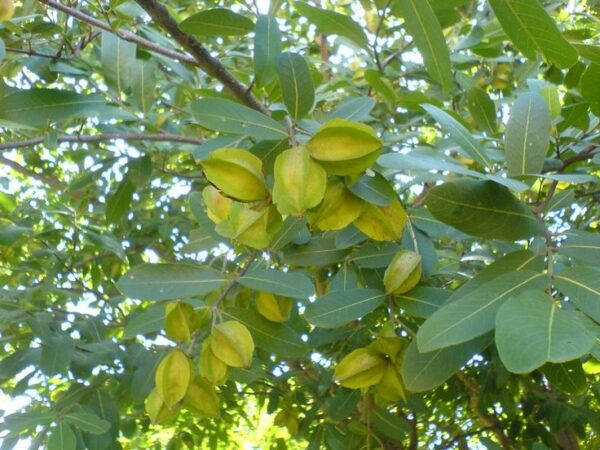 arj Arjun Tree Seed