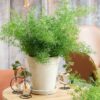 Marry spara grass plant