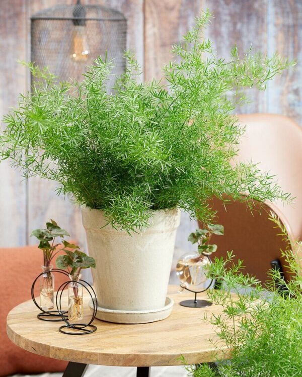 Asparagus densiflorus Sprengeri Marry spara grass plant