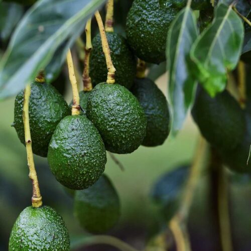 Avocado Plant