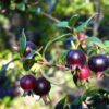 Black Guava (Psidium guajava) Airlayered Plant