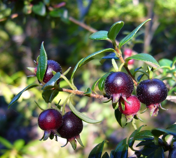 b Black Guava (Psidium guajava) Airlayered Plant