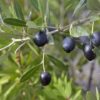Black Olive Plant (Zaitoon)
