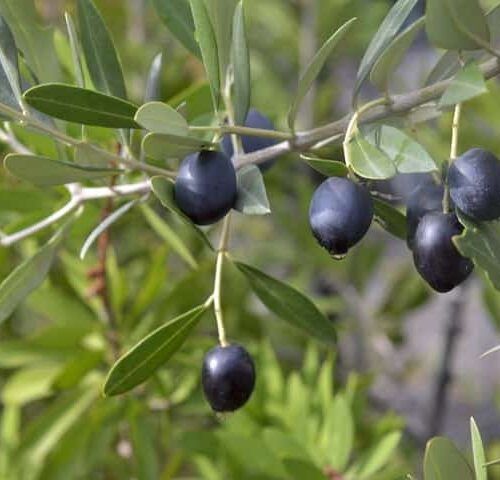 b2 Black Olive Plant (Zaitoon)