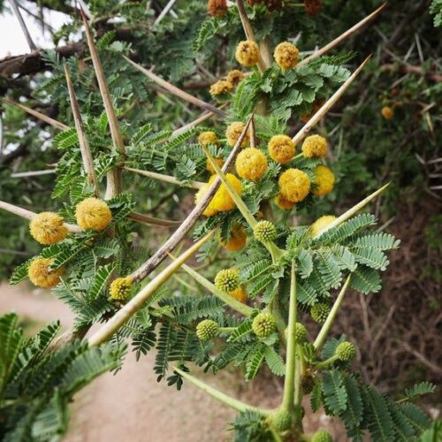 Babool Tree Seed