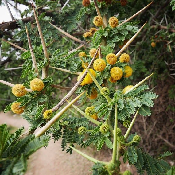 bab Babool Tree Seed