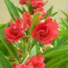 Balsam flower seeds