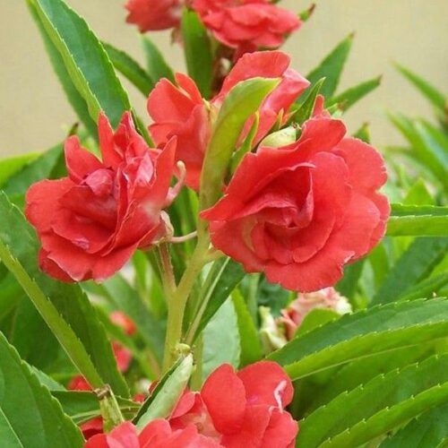 Balsam flower seeds